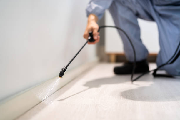 Licensed Termite Control service in Albion, IL - Nex Pest Control