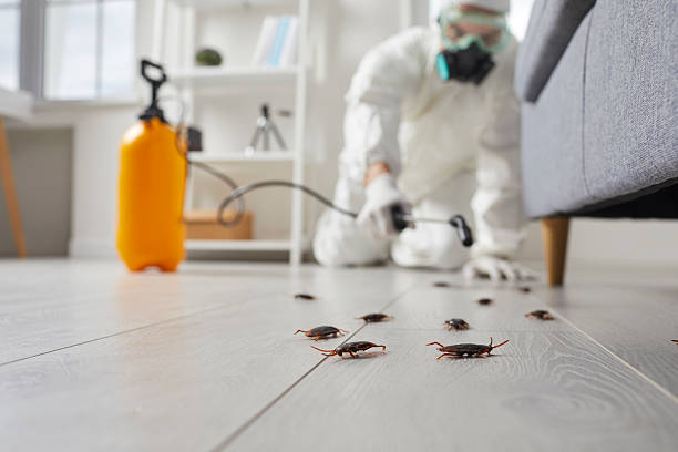 Affordable Termite Control solutions in Albion, IL